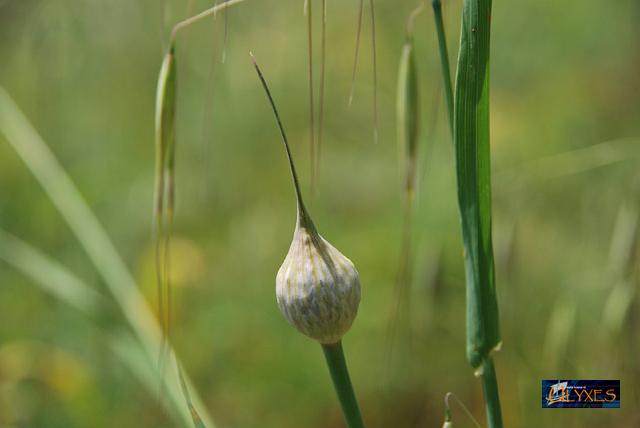 calice chiuso del allium ampeloprasum.JPG